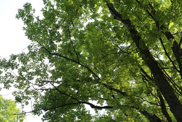 Example image Example image