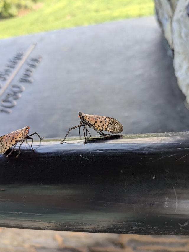 Invasive Problems Invasive Problems