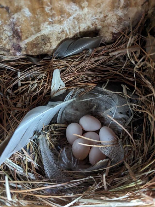 Example image Example image