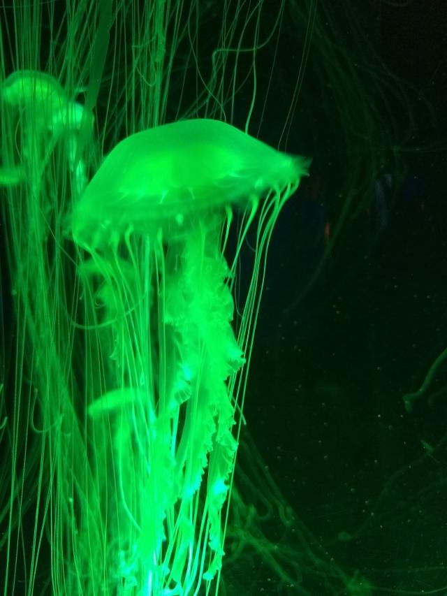 Example image Example image