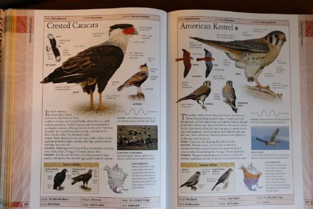 Example image Example image