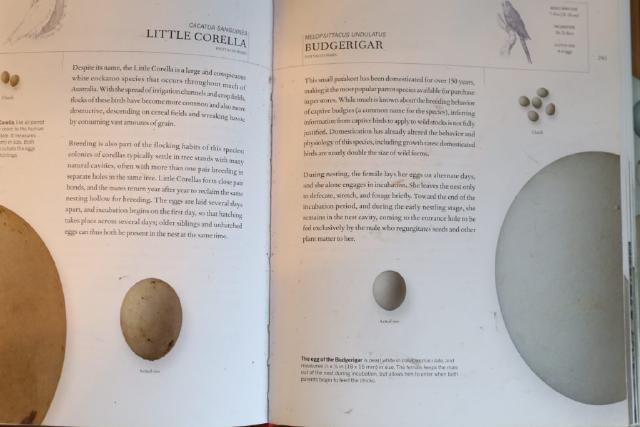 Example image Example image